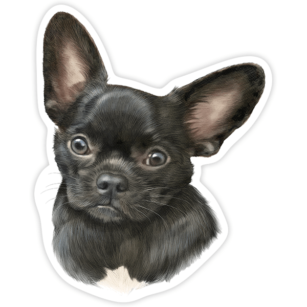 Sticker chien Black Chihuahua | MuralDecal.com