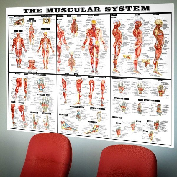 Muscular System Poster Printables 1548
