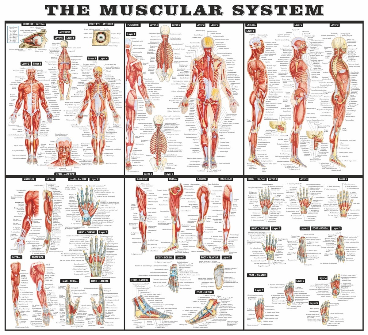 Muscular System Sticky Wall Chart Anterior Clinical Charts And Supplies