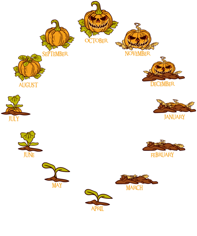 T-shirts: Pumpkin Life Cycle Halloween